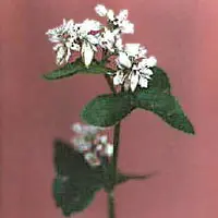 ソバ【蕎麦】