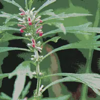 メハジキ【目弾】