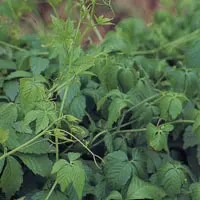 アマチャヅル【甘茶蔓】