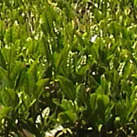 チャ【茶】