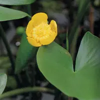 コウホネ【河骨】