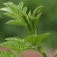 カンゾウ【甘草】