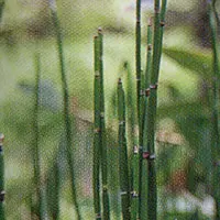 トクサ【砥草】