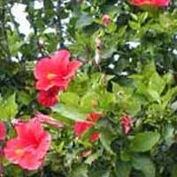 ハイビスカス【仏桑花、扶桑花】
