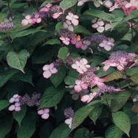 アマチャ【甘茶】