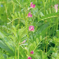 カラスノエンドウ【烏野豌豆】