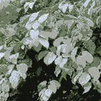 マタタビ