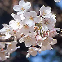 サクラ【桜】