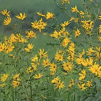 キクイモ【菊芋】