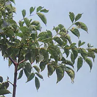キハダ【黄柏】