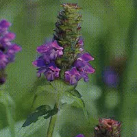 ウツボグサ