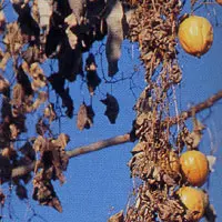 キカラスウリ【黄烏瓜】